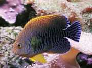 Centropyge potteri Red Sea Engel