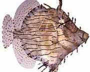 Chaetoderma penicilliger... Verziert gebunden