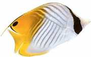 Chaetodon auriga Chétodon Cocher