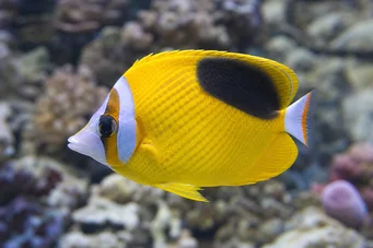 Chaetodon ephippium Schwarzer Spot Papillon Fisch