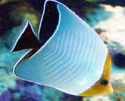 Chaetodon larvatus Maskierter Papillon -Fis...