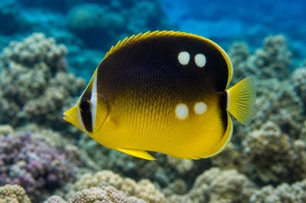 Chaetodon quadrimaculatus (Vier Plätze)