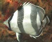 Chaetodon striatus Zebra oder gekreuzt