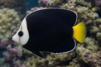 Chaetodontoplus melanosoma Brown Engel