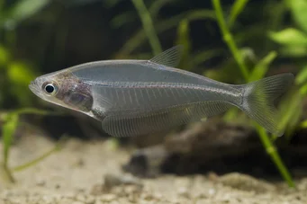 Chanda ranga (Glasfische)