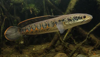 Channa micropeltes (Schlangenkopf)