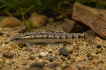 Characidium brevirostre (Kurzes Nose -Charakter)