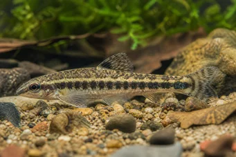 Characidium fasciatum (Charakter fasziniert)