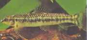 Characidium sp. aff. fas... Rio Negro Tetrager