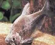 Charax tectifer Charax Schlachtschiff