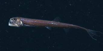 Chauliodus sloani