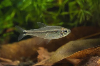Cheirodon parahybae (Blue Tetra)