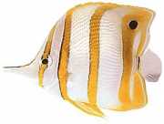 Chelmon rostratus Chelmon mit schlechtem S...