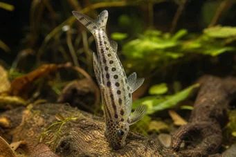 Chilodus punctatus (Verkehrt herum)