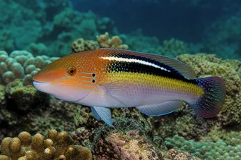 Choerodon sp (Schleife)
