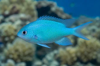 Chromis caerulea (Grüne Chromis)