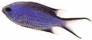 Chromis cyanea Blaue junge Dame