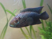 Cichlasoma octofasciatum Jack Dempsey