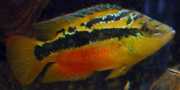 Cichlasoma salvini Salvini