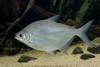 Citharinus citharus Hohe Rückenscheiße