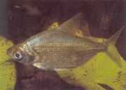 Citharinus congicus Kongo Citharine