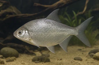 Citharinus congicus Kongo Citharine