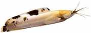 Clarias batrachus Singatfrosch