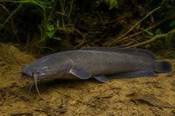 Clarias batrachus (Singatfrosch)