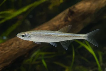Coelurichthys tenuis (Tetra hielt Tetra-Barberos)