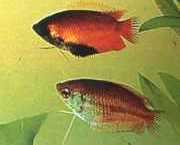 Colisa chuna Chuna -Pakete