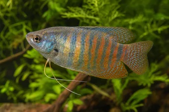 Colisa fasciata Riesenpaket