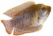 Colisa lalia Zwerg Gourami