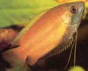 Colisa sota Honig Gourami
