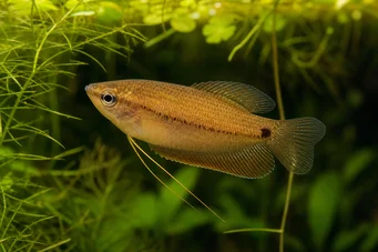 Colisa sota (Honig Gourami)