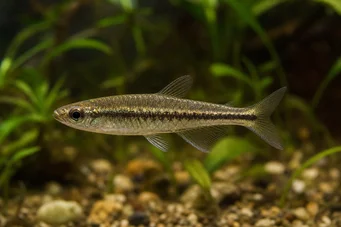 Copella meinkeni (Copella Minkeni)