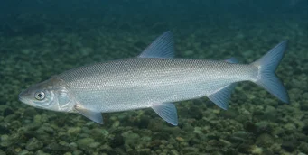 Coregonus peled