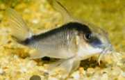 Corydoras arcuatus Gewölbter Corydoras