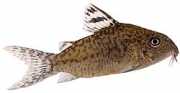 Corydoras elegans Bewaffnete Corydoras