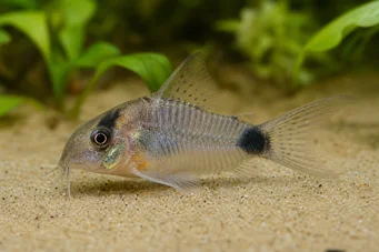 Corydoras hastatus