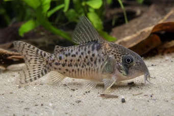 Corydoras latus (Corydoras mit Reflexion)