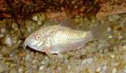 Corydoras paleatus albin... Corydoras Paleatus Albin...