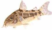 Corydoras paleatus Pfeffery
