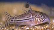 Corydoras trilineatus Drei -Band -Corydoras