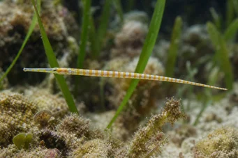 Corythoichthys flavofasciastus (Gelbe Vorzeichenfisch)