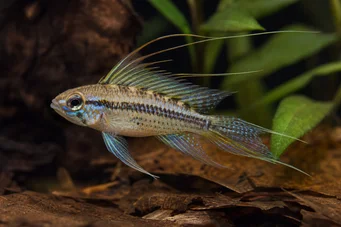 Crenicara filamentosa (Gittercichlid)