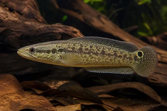Crenicichla lepidota (Crenicichla lepidota)