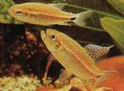 Crenuchus spilurus Cenuchus mit einem kauda...