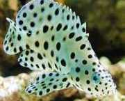 Cromileptes altivelis Mérou à Hauutes Voiles