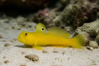 Cryptocentrus cinctus Gobie -Schwefel