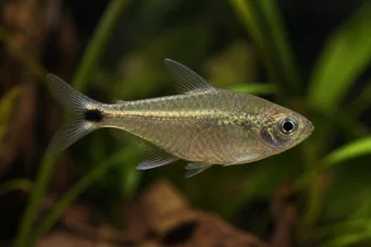 Ctenobrycon spilurus hauxwellianus (Charakter mit hohem Rücken)